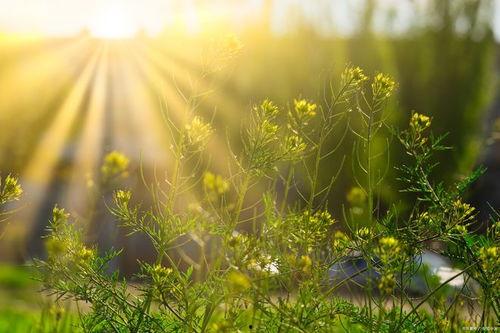 生命的美好图片